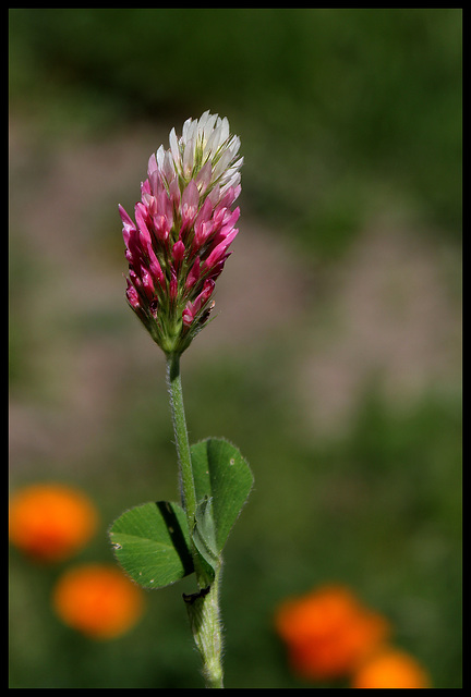 Trifolium incarnatum - Trèfle incarnat