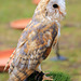 Owls and other Birds of Prey