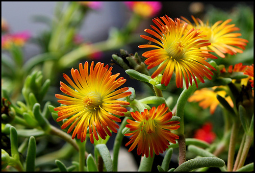 Delosperma WOW 'Orange Wonder ' Delosperma WOW 'Orange Wonder '