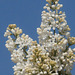 The white lilac looks good against the blue sky