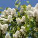 The white lilac is really coming along
