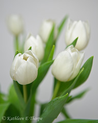 White Tulip Still Life Close-up 040114