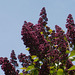 The dark purple lilac is a very strong colour