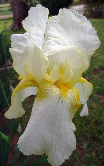 The first Bearded Iris of the year