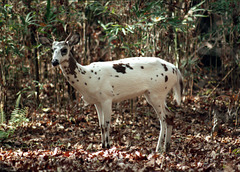 Piebald colored Deer - White with Brown Spots