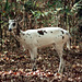 Piebald colored Deer - White with Brown Spots