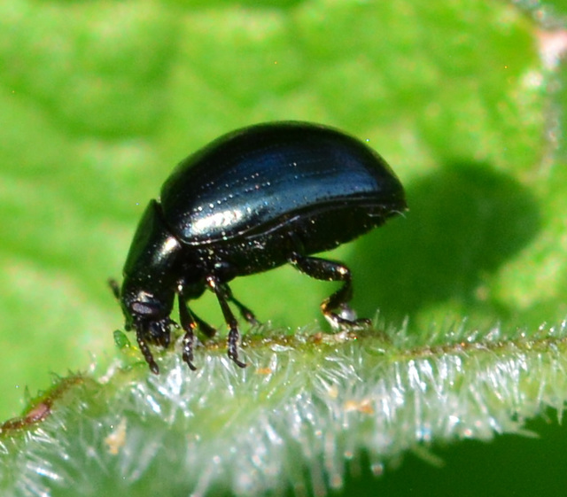 Leaf Beetle, possibly Phaedon tumidulus