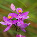 Calopogon barbatus (Bearded Grass-pink orchid)