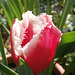New tulip - a great new one