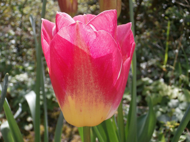 The super two-toned tulip