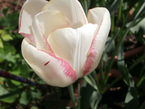 Gorgeously dainty pink edged tulip