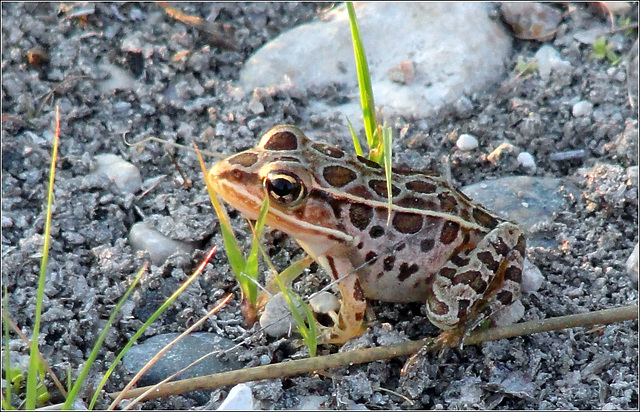 Frog, Cheboygan State Park
