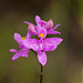 Calopogon barbatus (Bearded Grass-pink orchid)