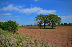 Fields near Haughton