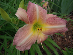 just another daylily