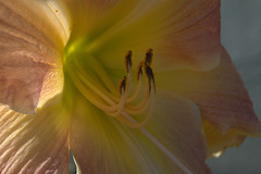 backlit daylily