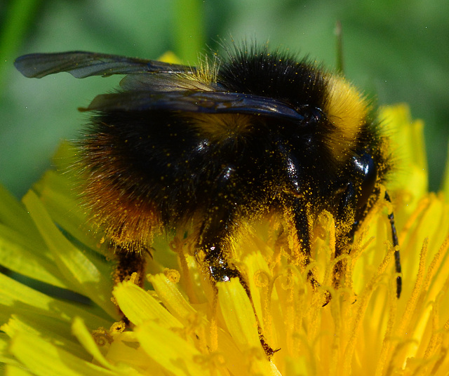 Bee, Bombus pratorum