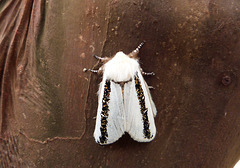 snub moth seen at Monarto SA