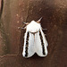 snub moth seen at Monarto SA