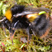 Bee, Bombus pratorum