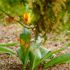 The Yard's Oldest Tulip