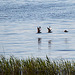 20140503 2445VRTw [D~HVL]  Lachmöwen (Chroicocephalus ridibundus), Gülper See