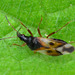 Common Flower Bug, Anthocoris nemorum.
