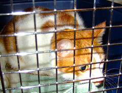 Caged Taffy