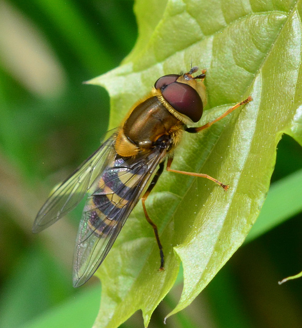Hoverfly, genus Syrphus
