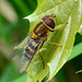 Hoverfly, genus Syrphus