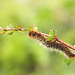 Oak eggar (Lasiocampa quercus) caterpillar