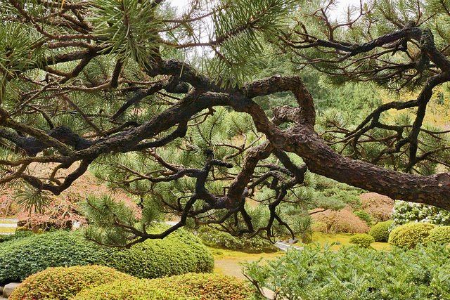 A Tree's Reach ... – Japanese Garden, Portland, Oregon