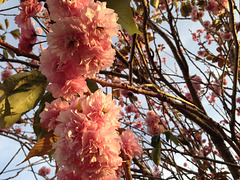 Blossoms catching the evening sun