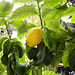 Zitronen am Gardasee... ©UdoSm