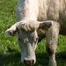 20140419 1341VRAw [D-MI] Kuh, Großes Torfmoor-