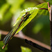 20140419 1339VRAw [D-MI] Libelle, Großes Torfmoor-
