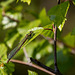 20140419 1338VRAw [D-MI] Libelle, Großes Torfmoor-