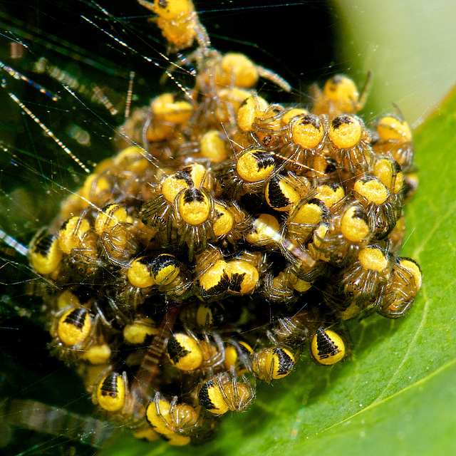 A ball of baby spiders
