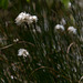 20140419 1323VRAw [D-MI] Scheidiges Wollgras (Eriophorum vaganatum), Großes Torfmoor, Hille