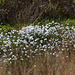 20140419 1322VRAw [D~MI] Scheidiges Wollgras (Eriophorum vaganatum), Großes Torfmoor, Hille