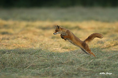 Jeune renard au mulotage (chasse aux campagnols)
