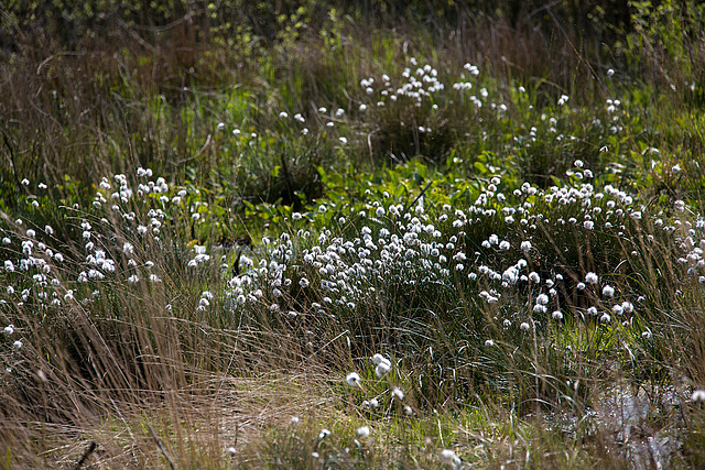 20140419 1321VRAw [D-MI] Scheidiges Wollgras (Eriophorum vaganatum), Großes Torfmoor, Hille