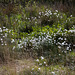 20140419 1321VRAw [D-MI] Scheidiges Wollgras (Eriophorum vaganatum), Großes Torfmoor, Hille
