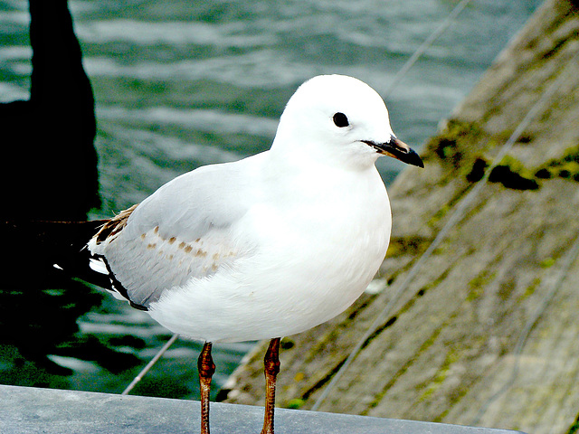 A Gull on Rotorua Wharf