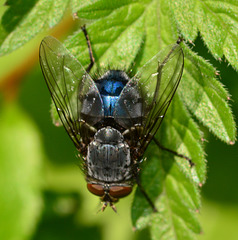 Bluebottle(blow-fly) Calliphora vomitoria