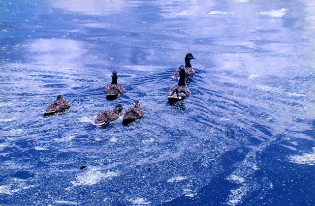 Ducks on the Pond, Meijer Gardens
