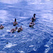 Ducks on the Pond, Meijer Gardens
