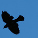 Blackbird In Silhouette