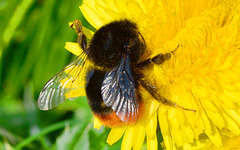 Bee.Bombus lapidarus
