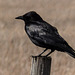 A posed Crow